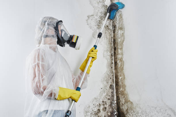 Best Affordable Mold Removal  in Baden, PA