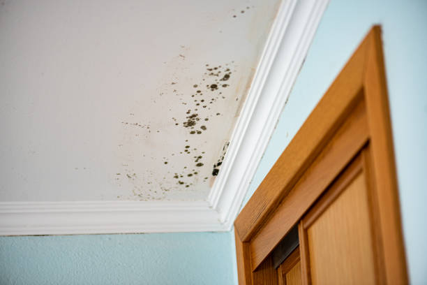 Best Best Mold Removal Companies  in Baden, PA