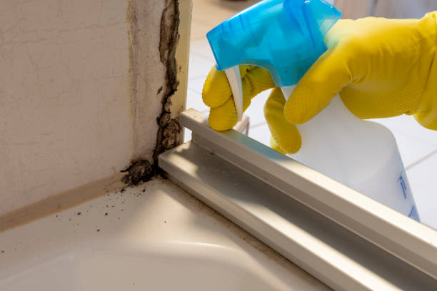 Best Mold Removal Near Me  in Baden, PA