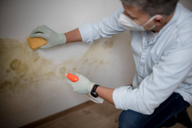 Best Mold Cleaning Services  in Baden, PA