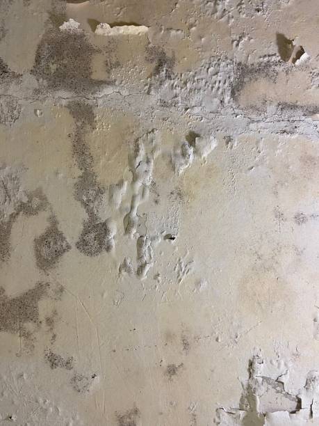 Best Professional Mold Removal  in Baden, PA