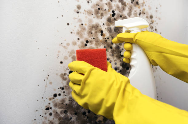 Best Fast Mold Removal  in Baden, PA
