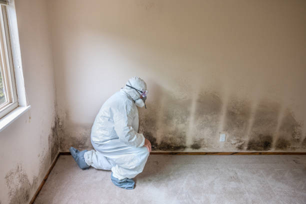Best Mold Removal Process  in Baden, PA