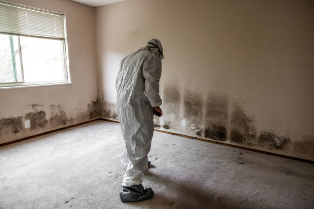 Best Attic Mold Removal  in Baden, PA