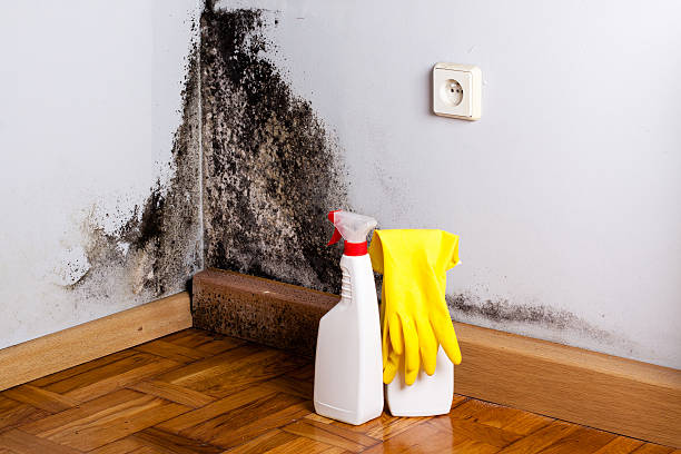 Best Affordable Mold Removal  in Baden, PA