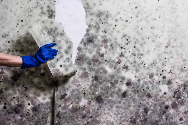 Professional Mold Removal in Baden, PA