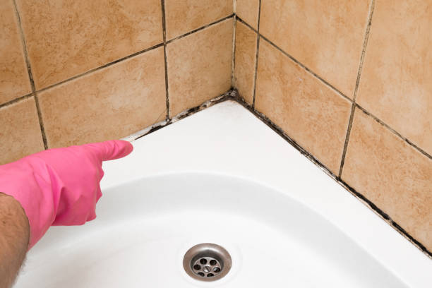 Best Toxic Mold Removal  in Baden, PA