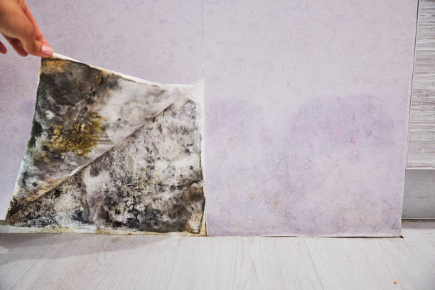 Best Mold Damage Repair  in Baden, PA